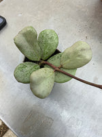 Hoya sp. Chiang Dao Silver