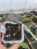 Hoya Cominsii