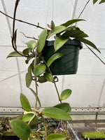 Hoya sp. Hai Phong