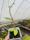 Hoya RHM 14-03