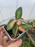 Hoya burtoniae var.