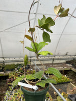 Hoya deykeae