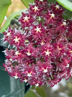 Hoya elmeri