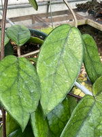 Hoya daysiantha