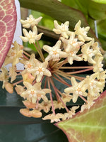 Hoya merrillii