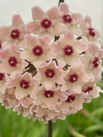 Hoya ‘Ligia’ (RHM-002)