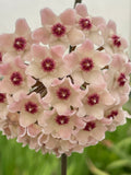 Hoya ‘Ligia’ (RHM-002)