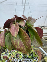 Hoya surigaoensis