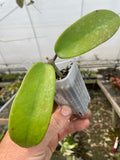 Hoya meliflua
