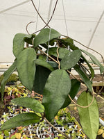 Hoya sp. Singapore