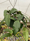 Hoya sp. Singapore