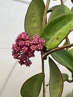 Hoya sp. Hai Phong