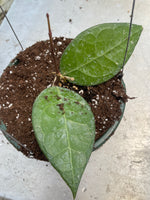 Hoya verticillata sp. Lampung