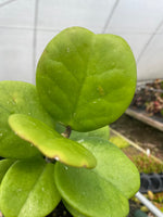 Hoya kerrii Quilted