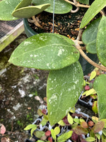 Hoya verticillata parasitical Laos 2