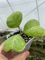 Hoya deykeae