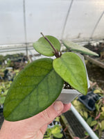 Hoya daysiantha
