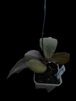 Hoya ‘Annakey’