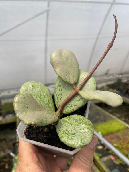 Hoya sp. Ching dao (silver)