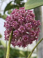 Hoya sp. Hai Phong