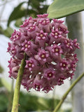 Hoya sp. Hai Phong