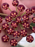 Hoya Nap016