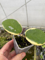 Hoya Daklak Forest