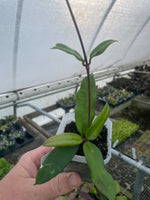 Hoya Griffithii
