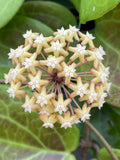 Hoya surigaoensis