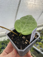Hoya Glabra