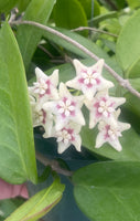Hoya UT 029
