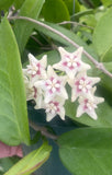 Hoya UT 029