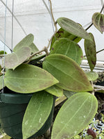 Hoya RHM 14-03