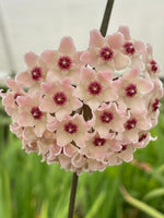 Hoya ‘Ligia’ (RHM-002)