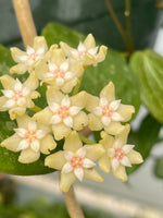 Hoya verticillata parasitical Laos 2