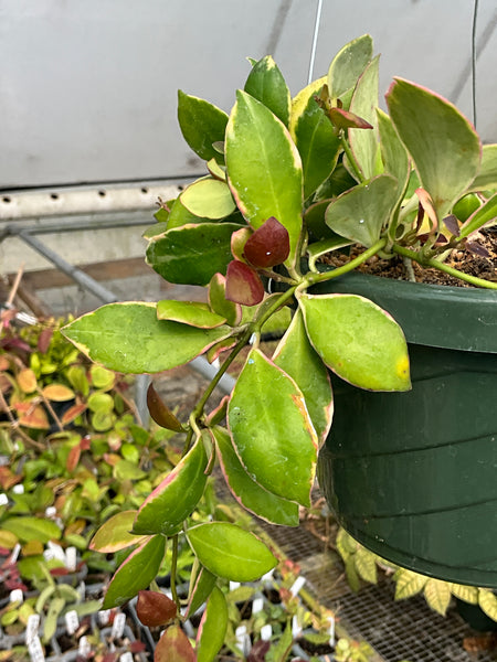 Hoya heuschkeliana albomarginata