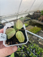 Hoya fitchii