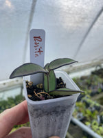 Hoya Rosita