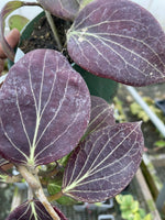 Hoya Cominsii