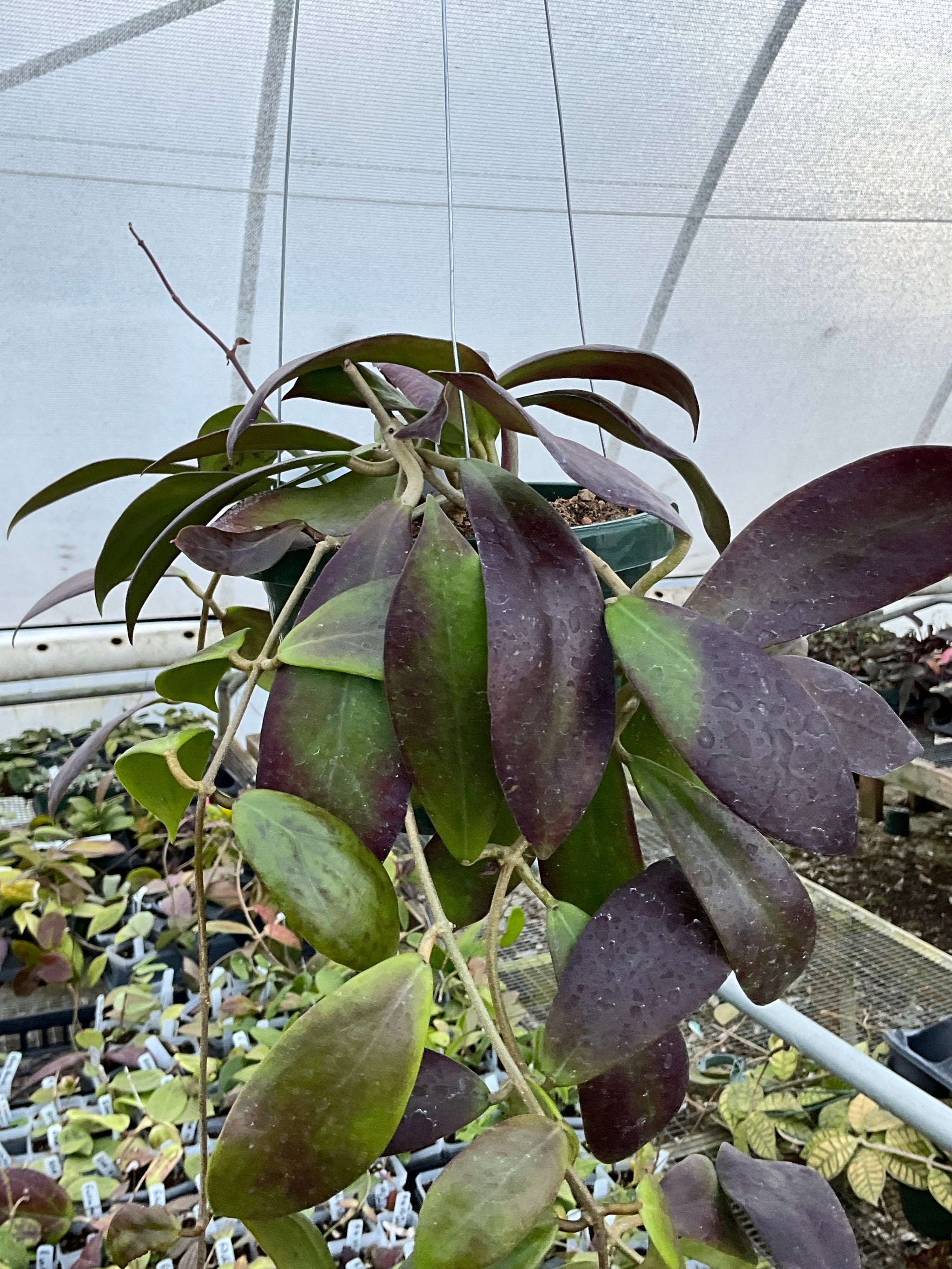 Hoya elmeri – S&J Farms