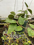 Hoya verticillata parasitical Laos 2