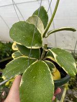 Hoya Daklak Forest
