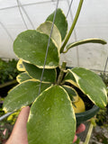 Hoya Daklak Forest