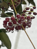 Hoya Rosita