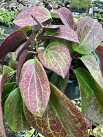 Hoya surigaoensis