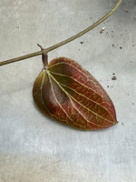 Hoya cominsii