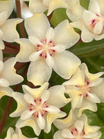 Hoya elliptica