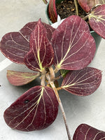 Hoya cominsii