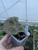 Hoya pentaphlebia