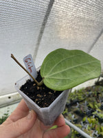 Hoya Glabra